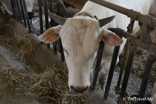 粗眉仔, 旅遊, 文化遺產, 藝術, 歐洲, 意大利, 梵蒂岡, 羅馬, 翡冷翠, 佛羅倫斯, 拿波里, 那不勒斯, 龐貝, 古蹟, 文藝復興, travel, Europe, Italy, Rome, Napoli, Florence, Renaissance, Pompeii, relics, Vatican