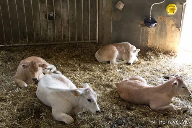 粗眉仔, 旅遊, 文化遺產, 藝術, 歐洲, 意大利, 梵蒂岡, 羅馬, 翡冷翠, 佛羅倫斯, 拿波里, 那不勒斯, 龐貝, 古蹟, 文藝復興, travel, Europe, Italy, Rome, Napoli, Florence, Renaissance, Pompeii, relics, Vatican