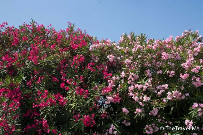 粗眉仔, 旅遊, 文化遺產, 藝術, 歐洲, 意大利, 梵蒂岡, 羅馬, 翡冷翠, 佛羅倫斯, 拿波里, 那不勒斯, 龐貝, 古蹟, 文藝復興, travel, Europe, Italy, Rome, Napoli, Florence, Renaissance, Pompeii, relics, Vatican