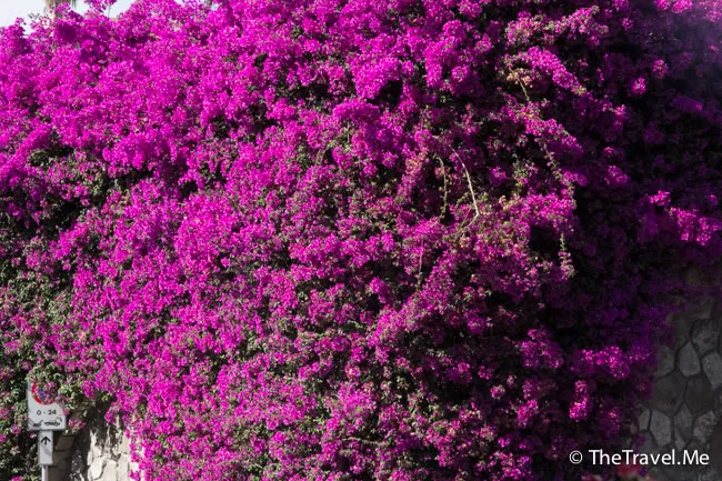 粗眉仔, 旅遊, 文化遺產, 藝術, 歐洲, 意大利, 梵蒂岡, 羅馬, 翡冷翠, 佛羅倫斯, 拿波里, 那不勒斯, 龐貝, 古蹟, 文藝復興, travel, Europe, Italy, Rome, Napoli, Florence, Renaissance, Pompeii, relics, Vatican, sorrento